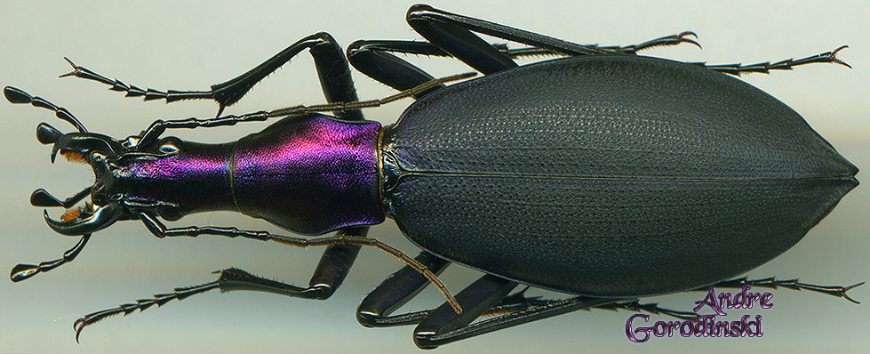 http://www.gorodinski.ru/carabus/Damaster babaianus.jpg